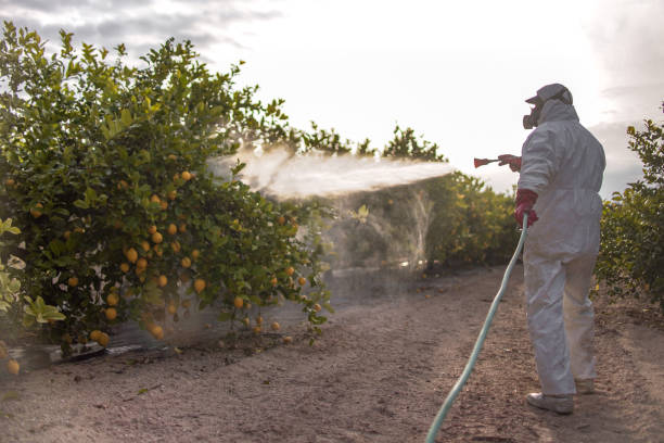Wasp Removal Services in Camp Hill, PA