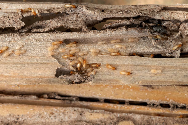 Professional Pest Control in Camp Hill, PA